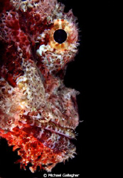 Scorpionfish portrait, taken at night in the Red Sea by Michael Gallagher 